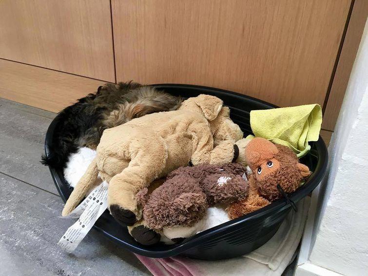 Животные, которые настолько хороши в маскировке, что.. где они вообще? животные замаскировались, животные маскировка, животные похожие на вещи, мастера маскировки, животные прикидываются