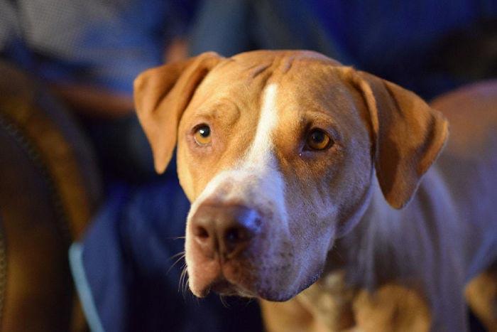 скрещенные породы собак, собаки гибриды, смешанные собаки 