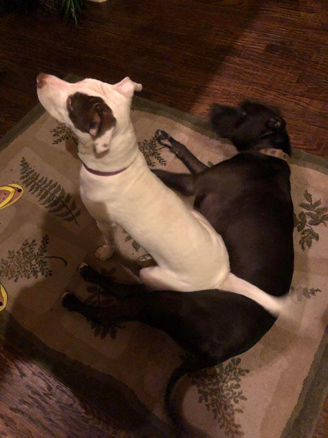 животные идиоты, животные придурки, животные вели себя как полные идиоты