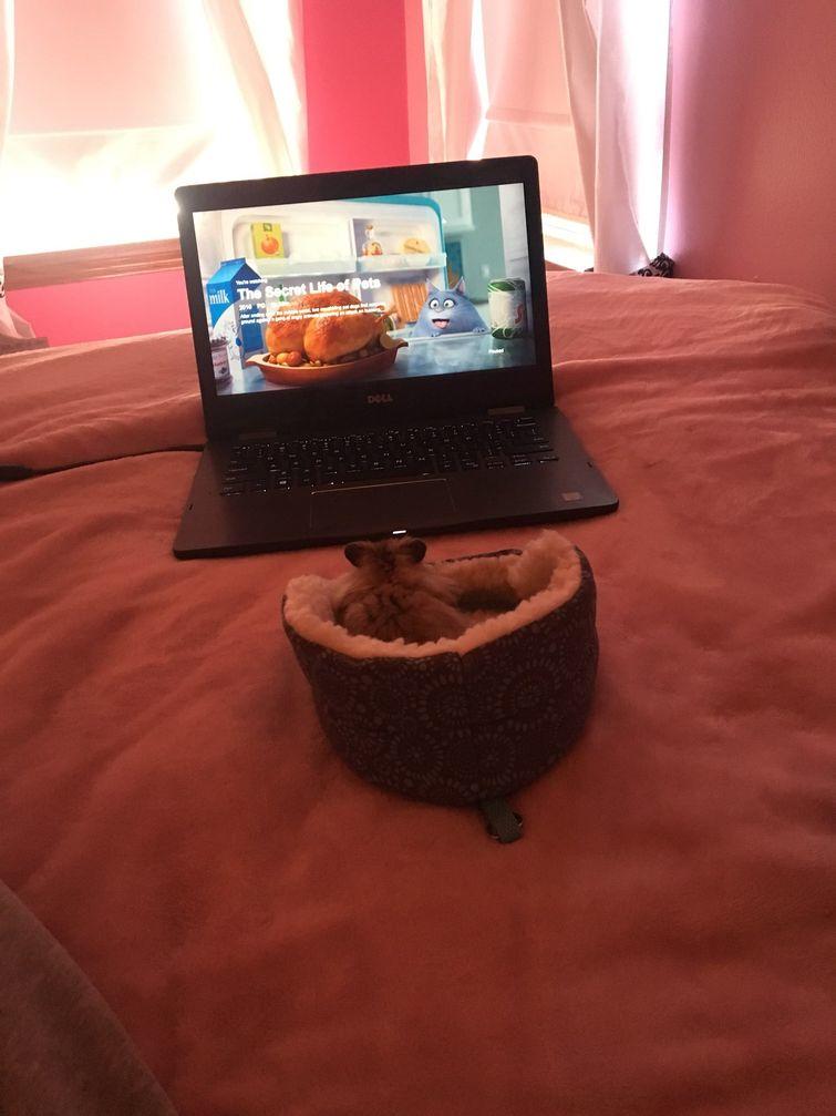 Люди, которые вывели уход за животными на совершенно смехотворный уровень уход за животными, смешные домашние животные, домашние животные истории