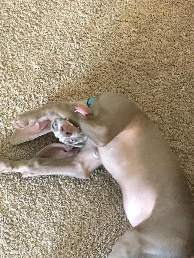 животные идиоты, животные придурки, животные вели себя как полные идиоты