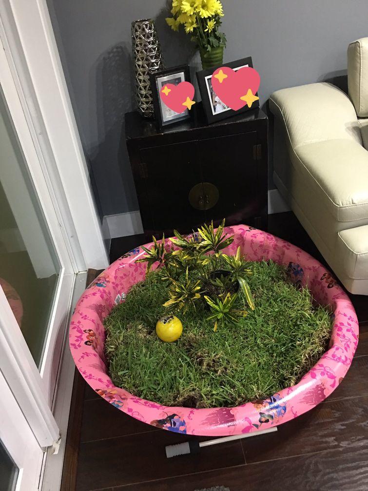 Люди, которые вывели уход за животными на совершенно смехотворный уровень уход за животными, смешные домашние животные, домашние животные истории