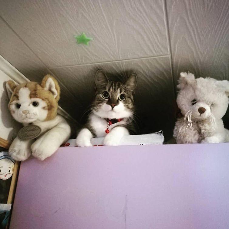 Животные, которые настолько хороши в маскировке, что.. где они вообще? животные замаскировались, животные маскировка, животные похожие на вещи, мастера маскировки, животные прикидываются