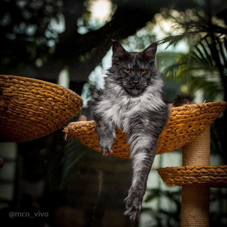  Роберт Сийка, Robert Sijka, фотограф запечатлел величественную красоту мейн-кунов, мейн-куны