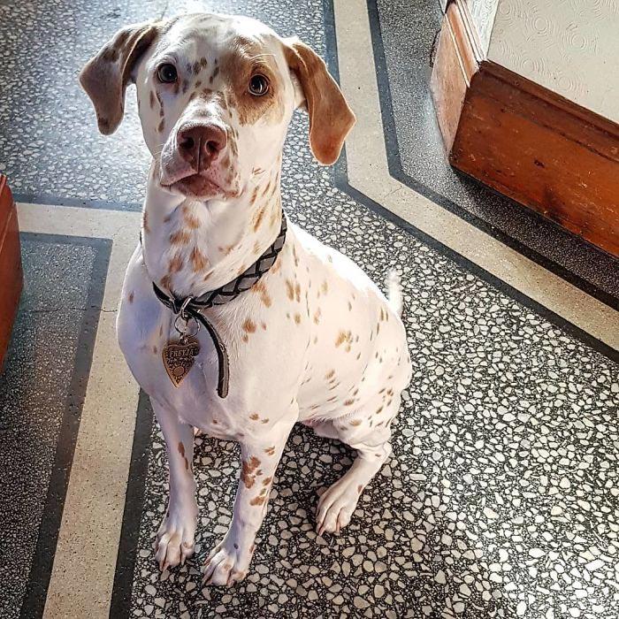 скрещенные породы собак, собаки гибриды, смешанные собаки 