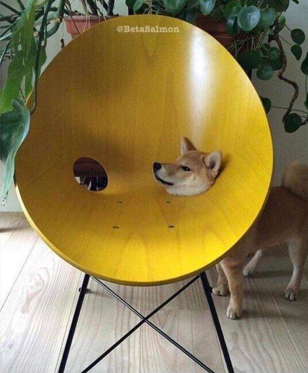 животные идиоты, животные придурки, животные вели себя как полные идиоты