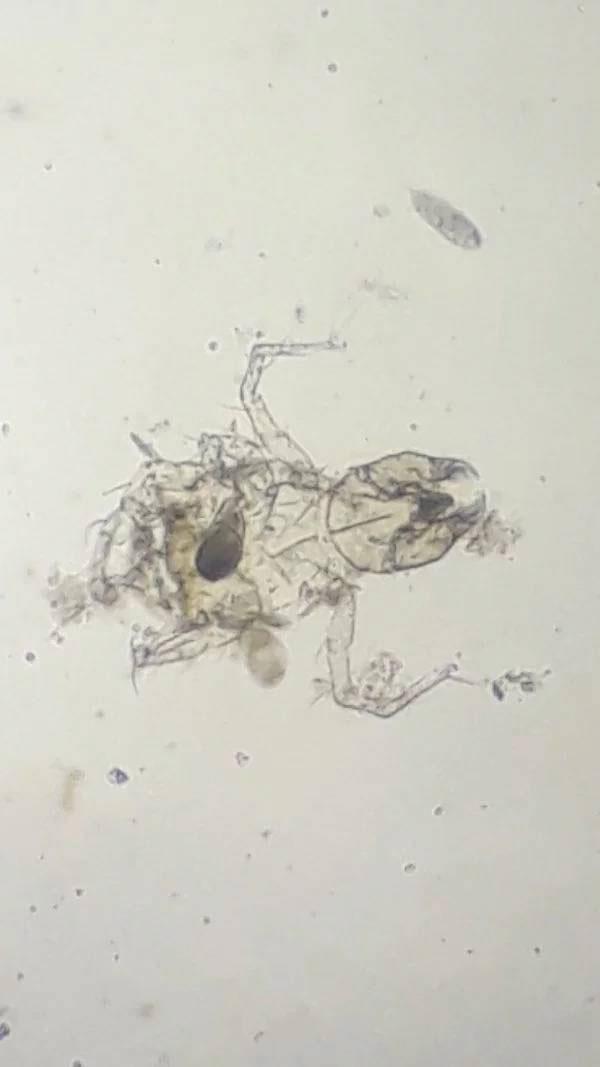 что это за вещи, странные вещи, фото странных вещей, происхождение странных вещей