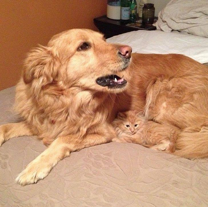 Животные, которые настолько хороши в маскировке, что.. где они вообще? животные замаскировались, животные маскировка, животные похожие на вещи, мастера маскировки, животные прикидываются