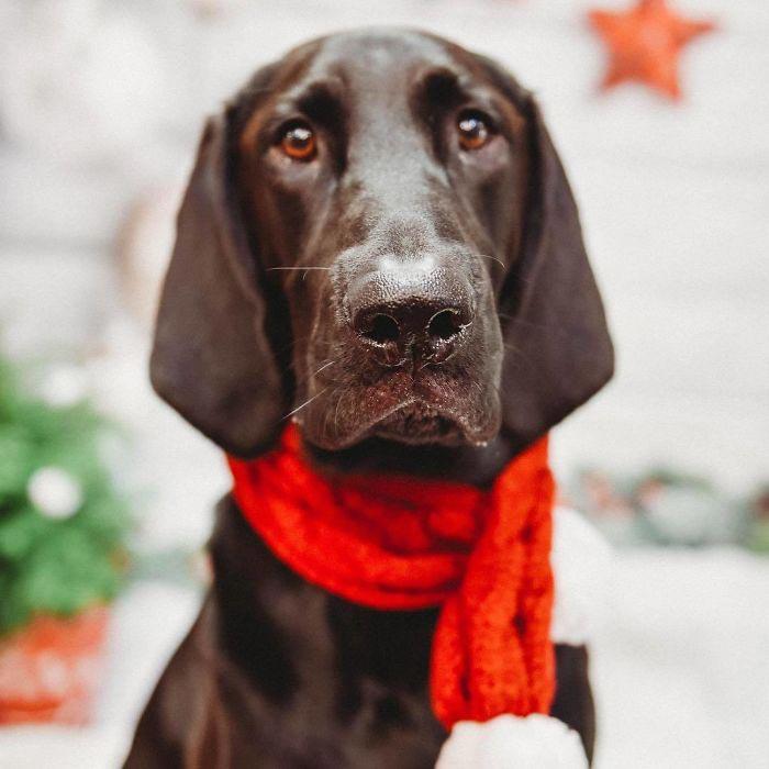 скрещенные породы собак, собаки гибриды, смешанные собаки 