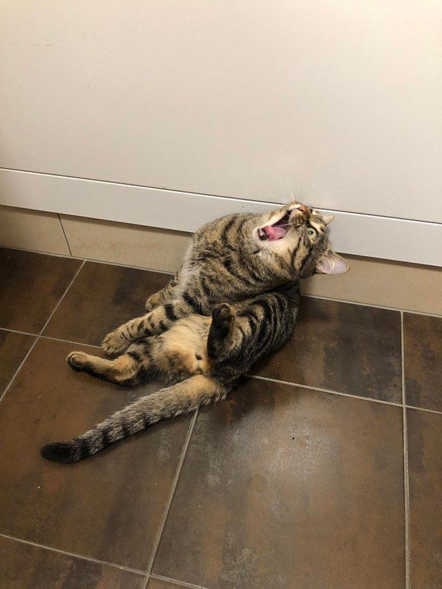 животные идиоты, животные придурки, животные вели себя как полные идиоты