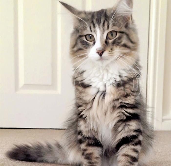 Через год владельцы нашли своего пропавшего кота, пропавший кот оказался вдвое больше прежнего, кот Клайв, Таня и Джонатан Айронс