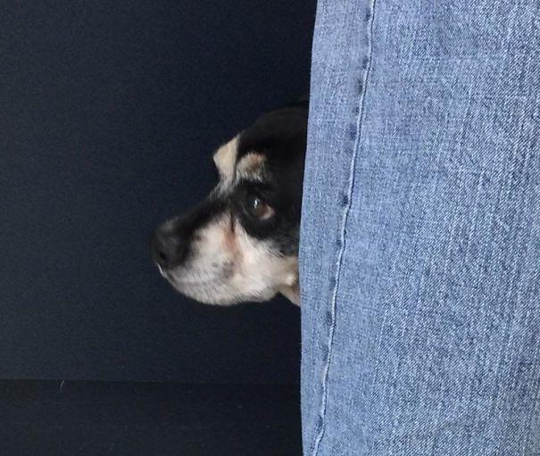  владелец оставляет свою собаку в переполненном приюте, собака Джаспер 