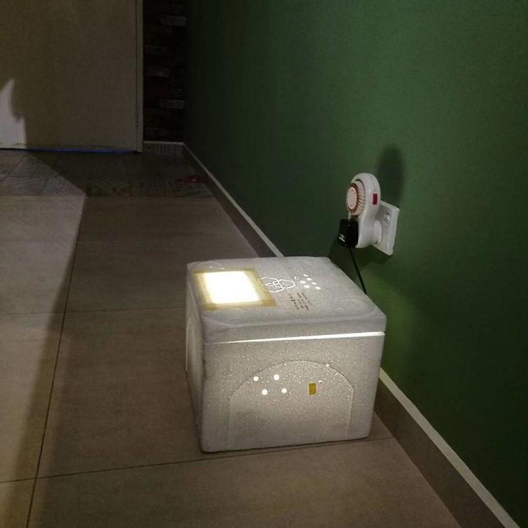 Женщина купила яйцо во вьетнамском ресторане, и сегодня у нее живёт лучший питомец из всех Женщина купила яйцо во вьетнамском ресторане, Эрика Лим, Erica Lim