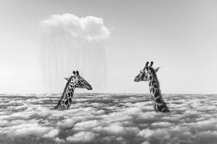 Художник показывает тайную жизнь диких животных,  Томас Субтиль, Thomas Subtil