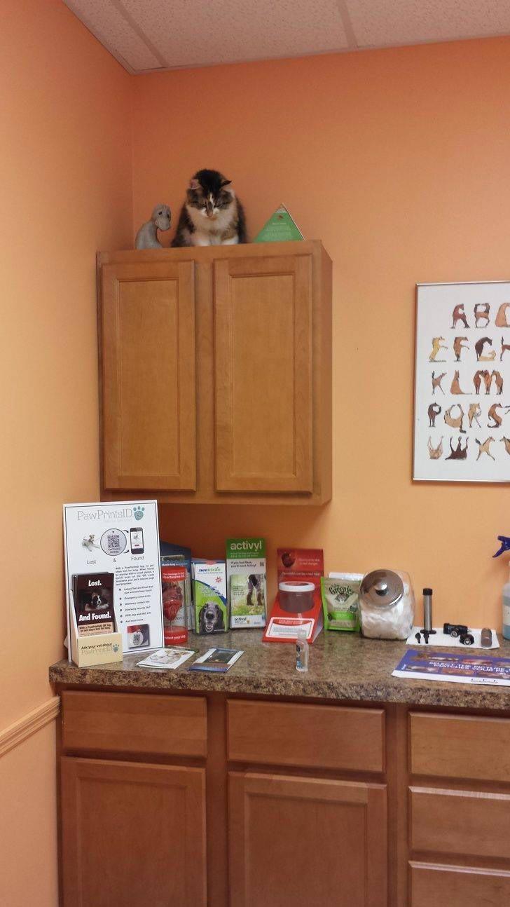 Животные, которые настолько хороши в маскировке, что.. где они вообще? животные замаскировались, животные маскировка, животные похожие на вещи, мастера маскировки, животные прикидываются