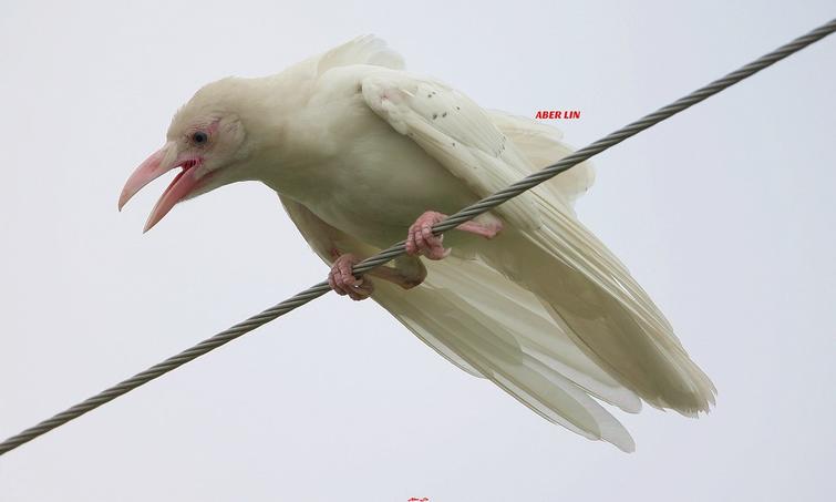 Альбинос Птица Фото