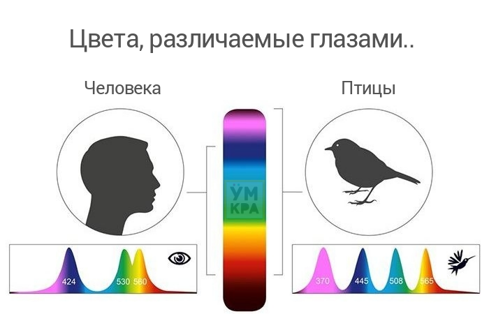 какое зрение у птиц цветное или черно белое