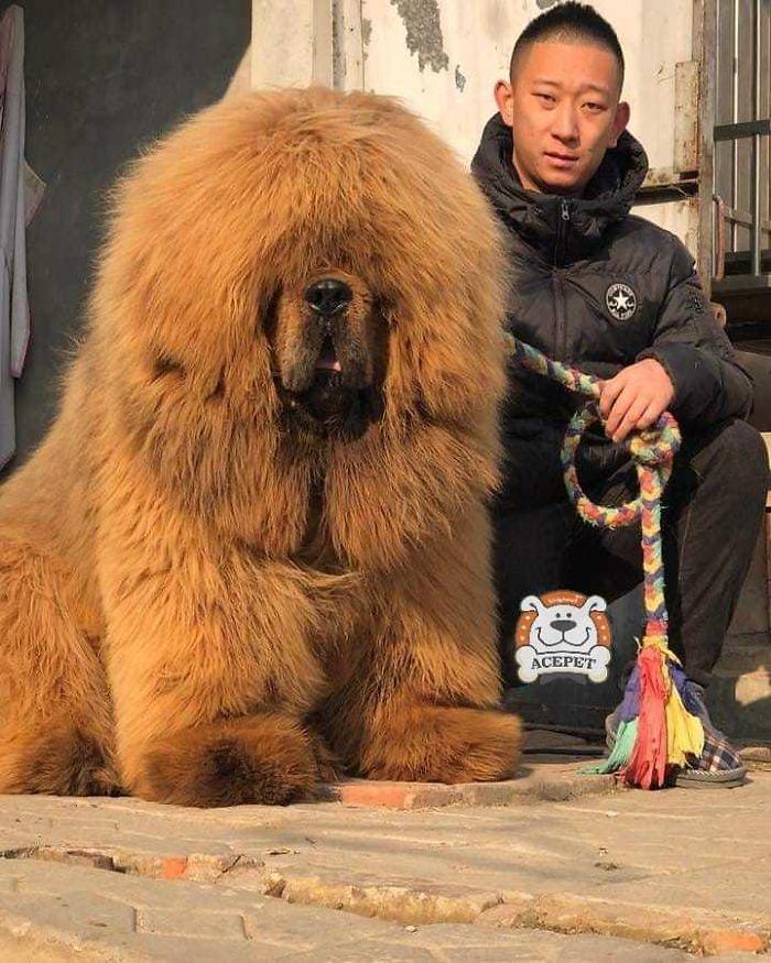 Тибетский Мастиф Фото С Человеком Самый Большой