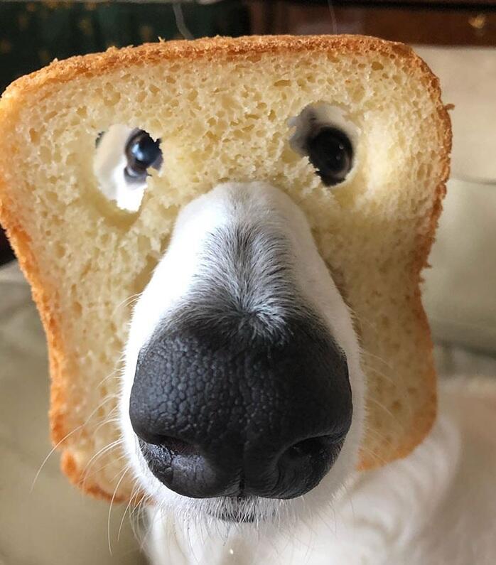 20 домашних животных в ломтиках хлеба, и это их смешная глютеновая маска