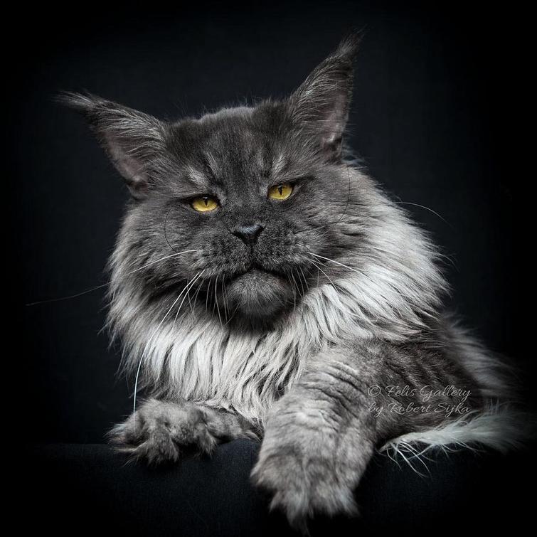  Роберт Сийка, Robert Sijka, фотограф запечатлел величественную красоту мейн-кунов, мейн-куны