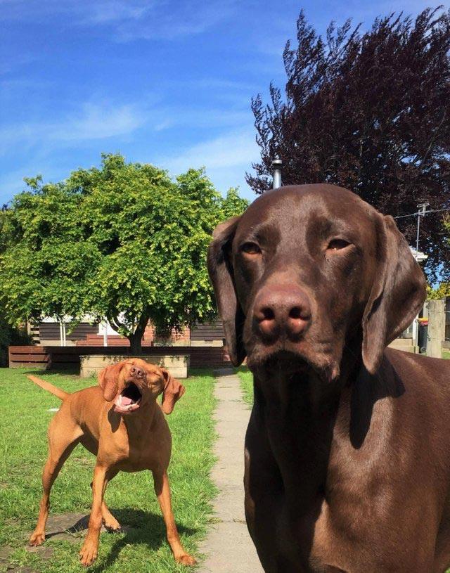 животные идиоты, животные придурки, животные вели себя как полные идиоты