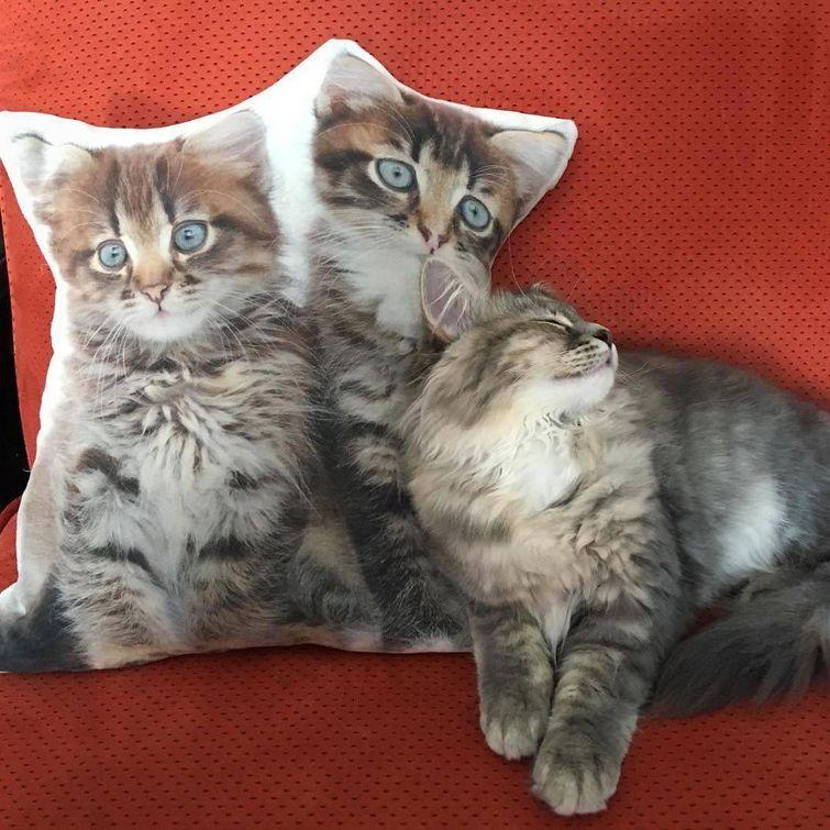 Животные, которые настолько хороши в маскировке, что.. где они вообще? животные замаскировались, животные маскировка, животные похожие на вещи, мастера маскировки, животные прикидываются