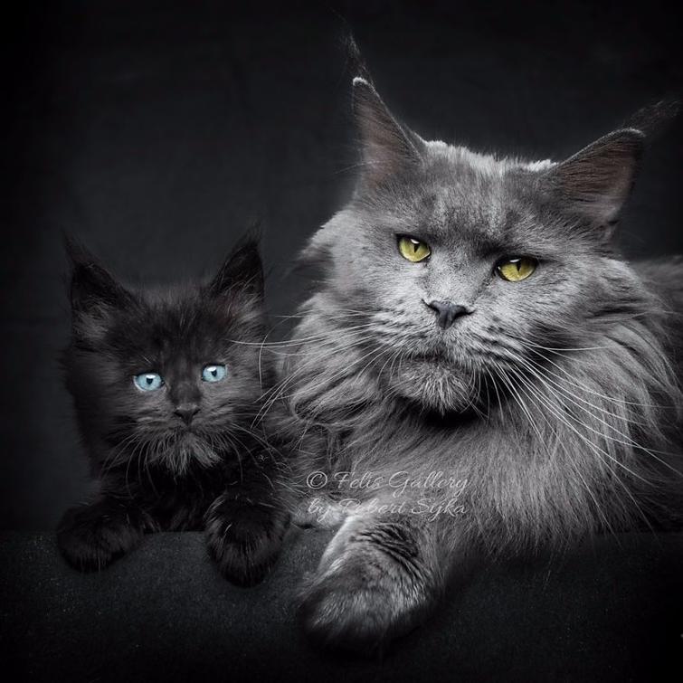  Роберт Сийка, Robert Sijka, фотограф запечатлел величественную красоту мейн-кунов, мейн-куны