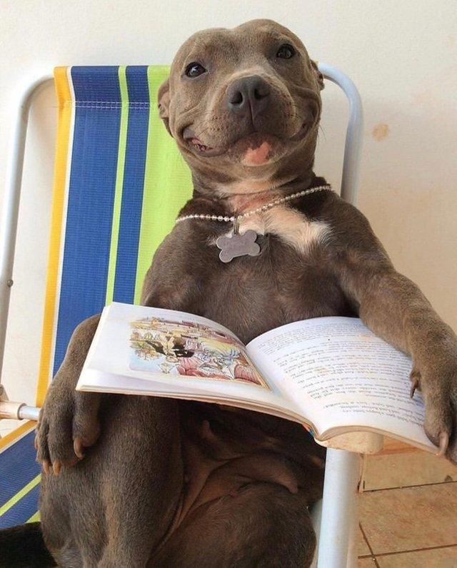 пушистые лапусики, Животные милашки