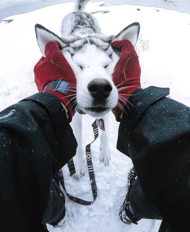 пушистые лапусики, Животные милашки