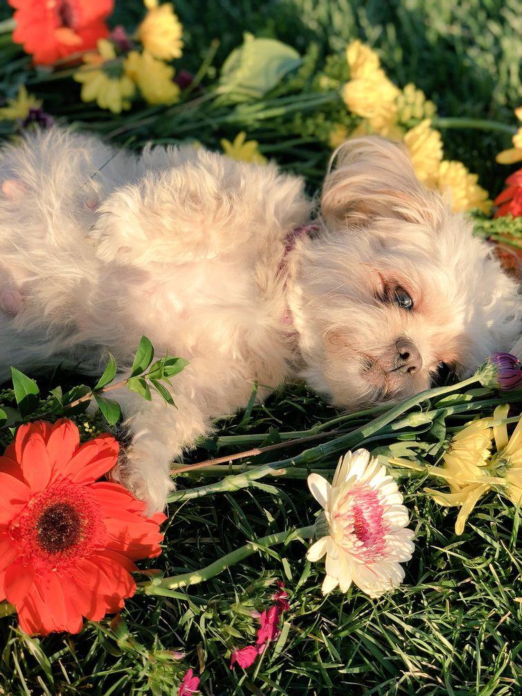 Люди, которые вывели уход за животными на совершенно смехотворный уровень уход за животными, смешные домашние животные, домашние животные истории