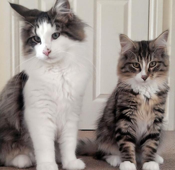 Через год владельцы нашли своего пропавшего кота, пропавший кот оказался вдвое больше прежнего, кот Клайв, Таня и Джонатан Айронс