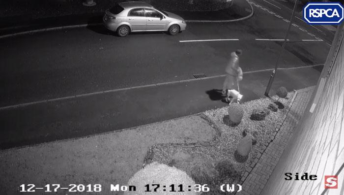 Собака не поняла что её бросили,  собака отчаянно пыталась вернуться обратно в машину, собака Снуп 