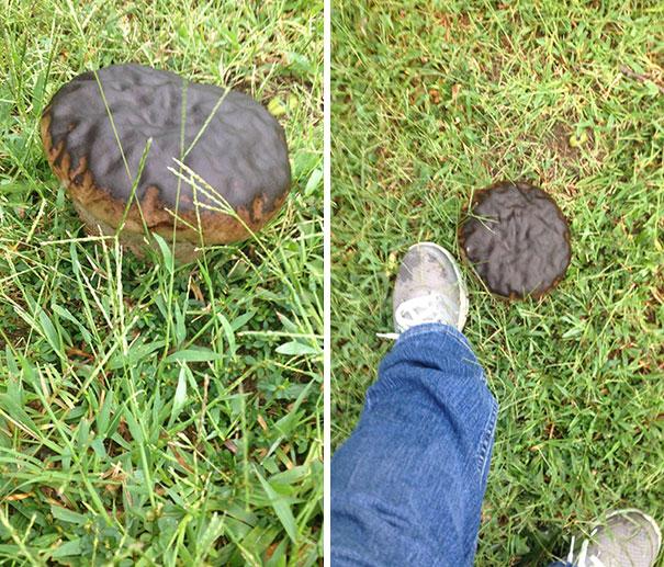  вещи выглядели как еда, деликатесы можно увидеть где угодно