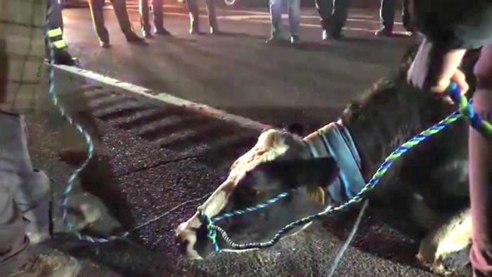 Беременная корова сбежала из грузовика который вез ее на бойню, корова Брианна