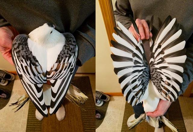 20 удивительных вещей, которых вы раньше никогда не видели удивительные вещи, вещи которых вы раньше никогда не видели