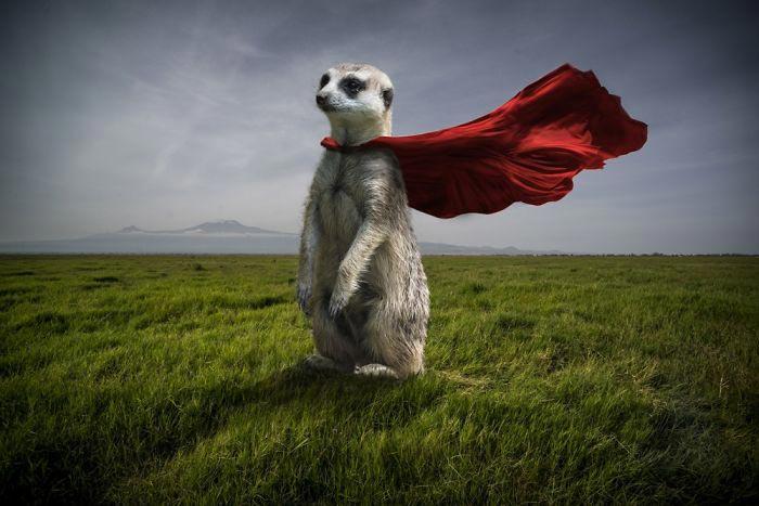 Художник показывает тайную жизнь диких животных,  Томас Субтиль, Thomas Subtil