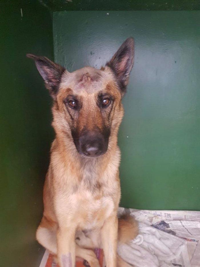 Собаку ударили ножом в голову, собака Дюк, Джино Венсел