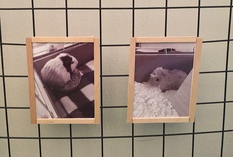 Люди, которые вывели уход за животными на совершенно смехотворный уровень уход за животными, смешные домашние животные, домашние животные истории