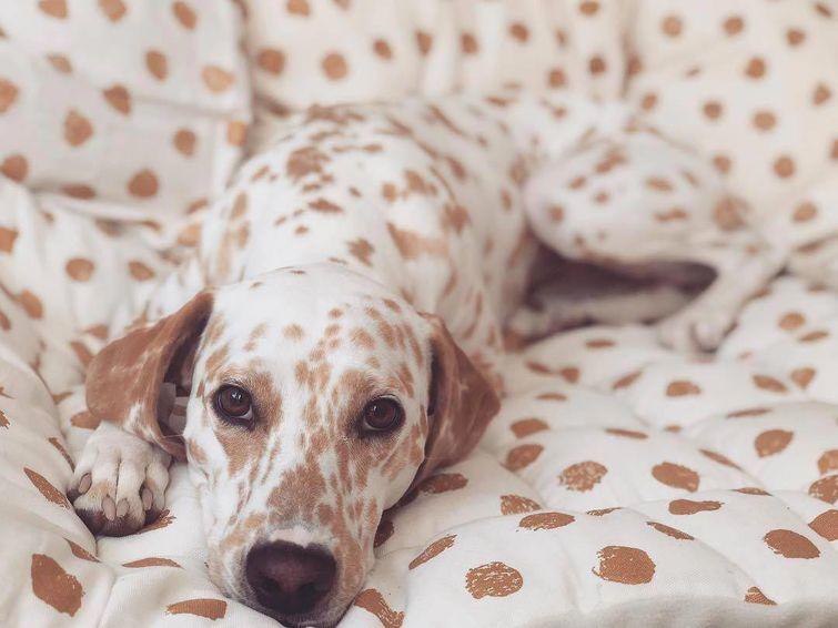 Животные, которые настолько хороши в маскировке, что.. где они вообще? животные замаскировались, животные маскировка, животные похожие на вещи, мастера маскировки, животные прикидываются