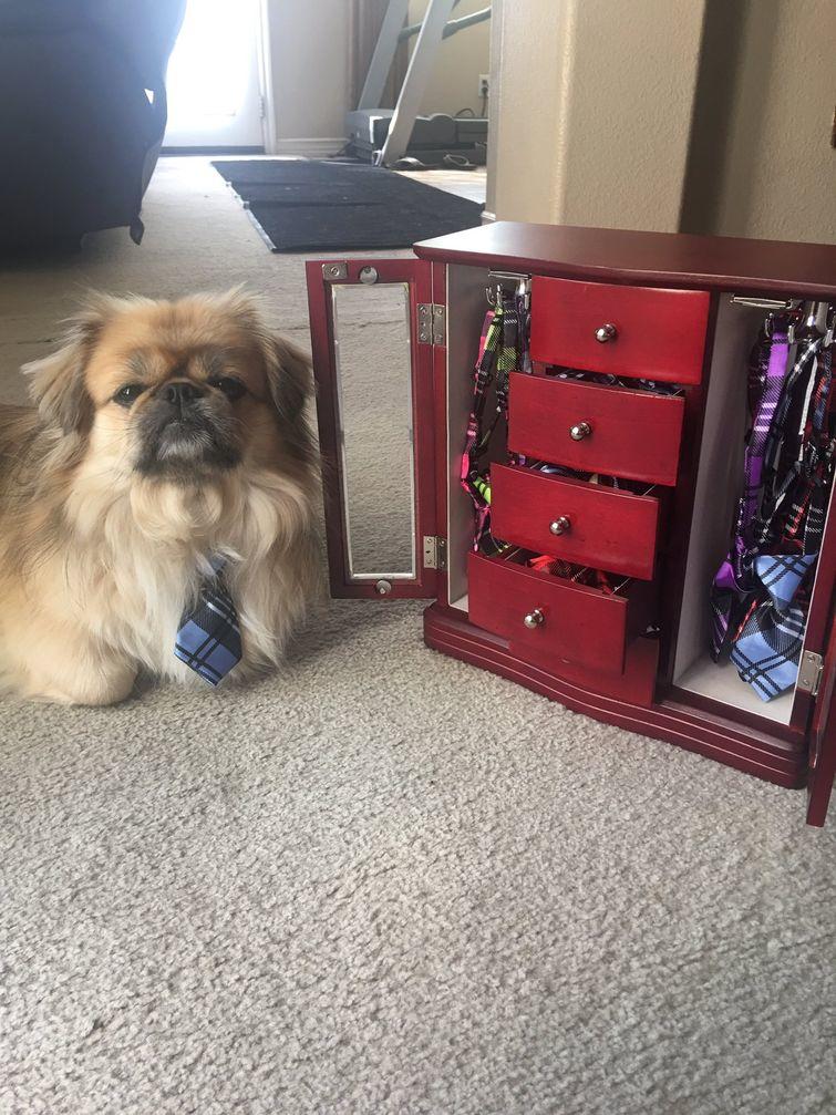 Люди, которые вывели уход за животными на совершенно смехотворный уровень уход за животными, смешные домашние животные, домашние животные истории