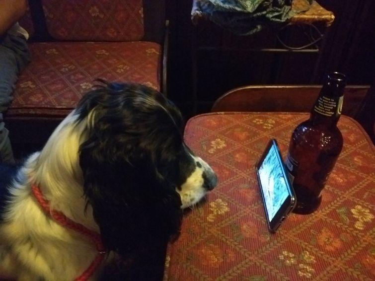 Люди, которые вывели уход за животными на совершенно смехотворный уровень уход за животными, смешные домашние животные, домашние животные истории