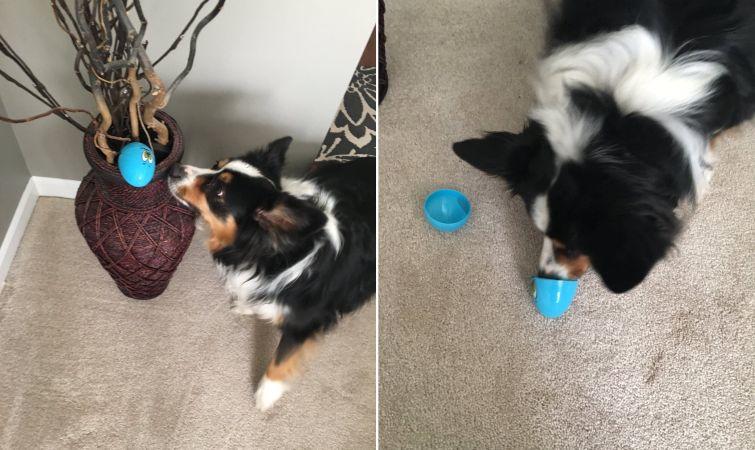 Люди, которые вывели уход за животными на совершенно смехотворный уровень уход за животными, смешные домашние животные, домашние животные истории