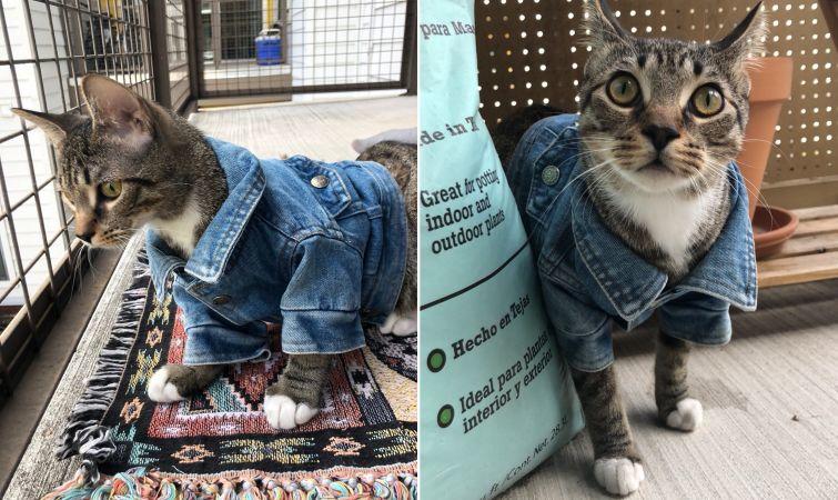 Люди, которые вывели уход за животными на совершенно смехотворный уровень уход за животными, смешные домашние животные, домашние животные истории