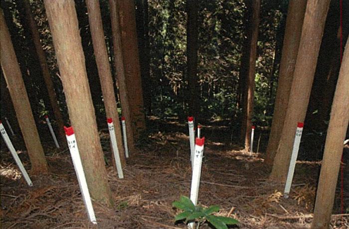 Японцы провели эксперимент круги на полях, в 1973 году японские ученые начали проект «Экспериментальное лесоводство»