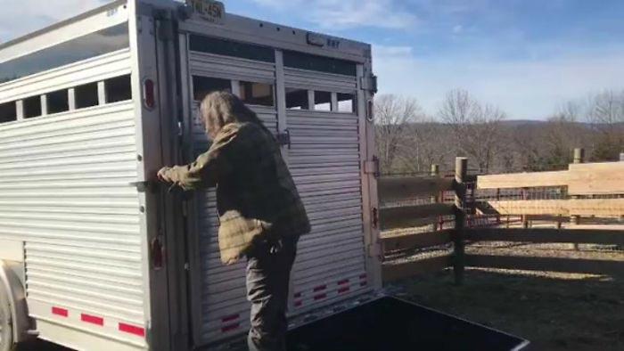 Беременная корова сбежала из грузовика который вез ее на бойню, корова Брианна