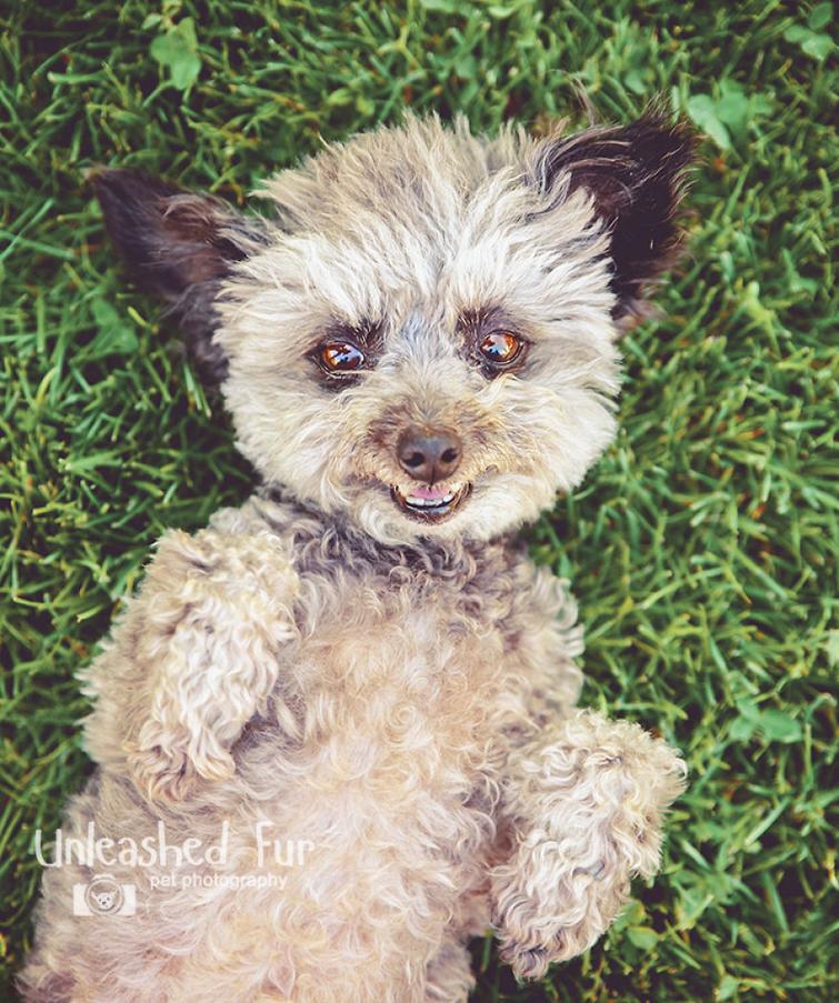 Фотограф снимает пожилых собак, чтобы у владельцев остались самые тёплые воспоминания Фотограф снимает пожилых собак, unleashedfur