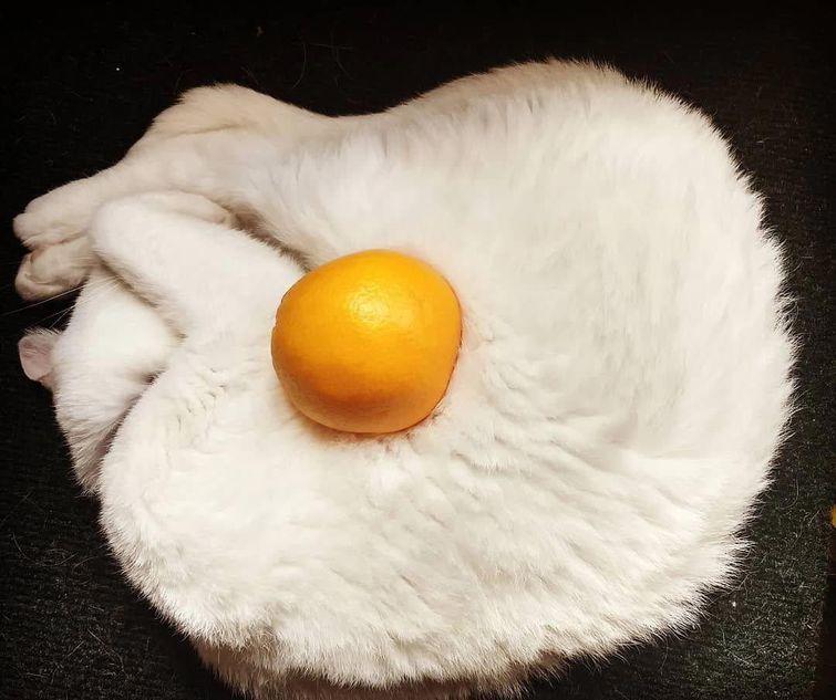 Животные, которые настолько хороши в маскировке, что.. где они вообще? животные замаскировались, животные маскировка, животные похожие на вещи, мастера маскировки, животные прикидываются