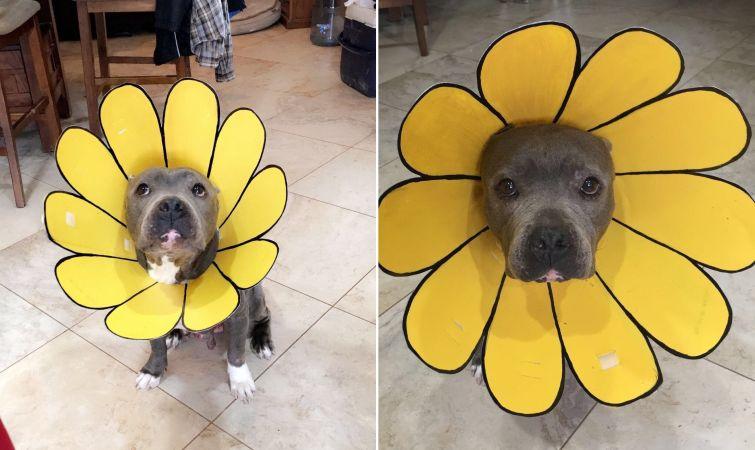 Люди, которые вывели уход за животными на совершенно смехотворный уровень уход за животными, смешные домашние животные, домашние животные истории