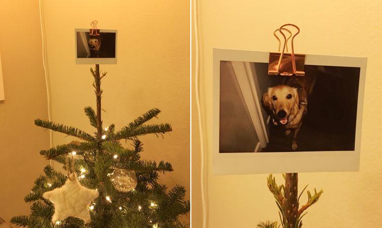 Люди, которые вывели уход за животными на совершенно смехотворный уровень уход за животными, смешные домашние животные, домашние животные истории