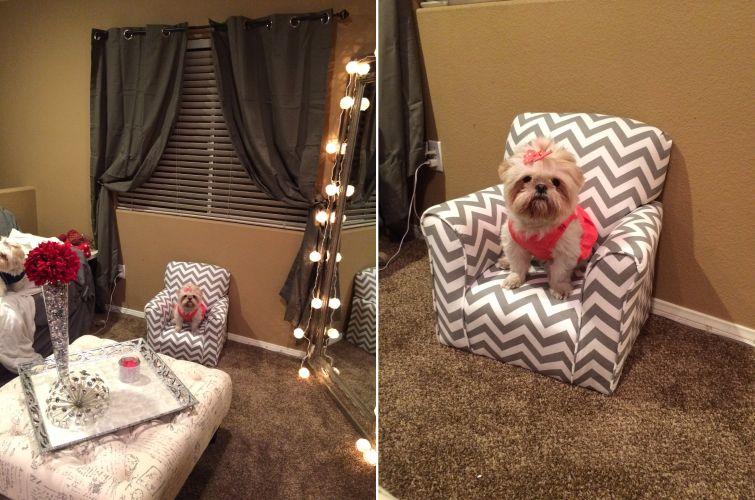 Люди, которые вывели уход за животными на совершенно смехотворный уровень уход за животными, смешные домашние животные, домашние животные истории